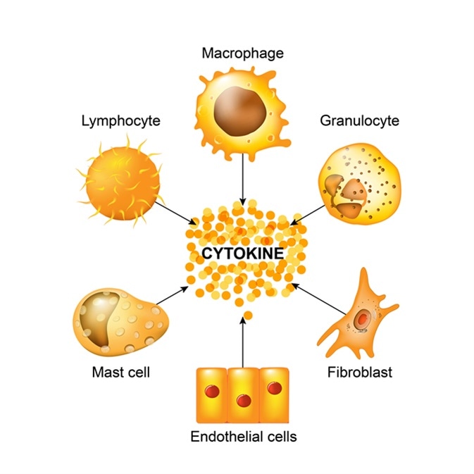 Cytokines. Image Credit: Designua / Shutterstock